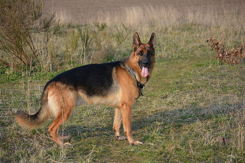 12 highly intelligent dog breeds that pick things up fast 4 German Shepherd