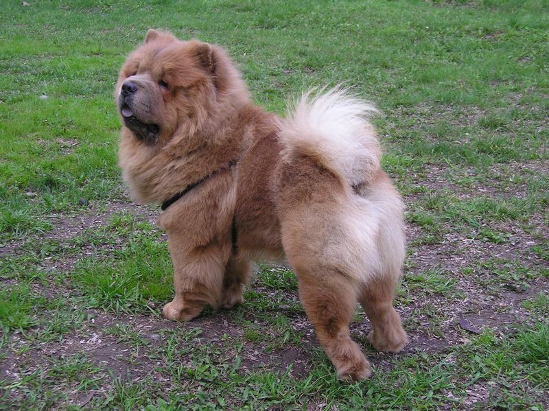 18 dog breeds people think are perfect family pets - until they discover the hidden challenges, plus 4 breeds that are even tougher 22 Chow Chow (even tougher)