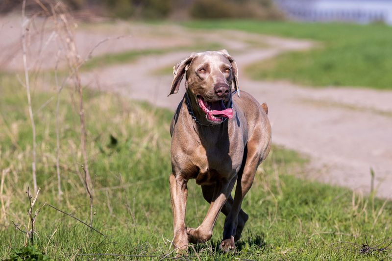 Some dog breeds naturally prefer going through everyday life right beside their people 5 Weimaraner