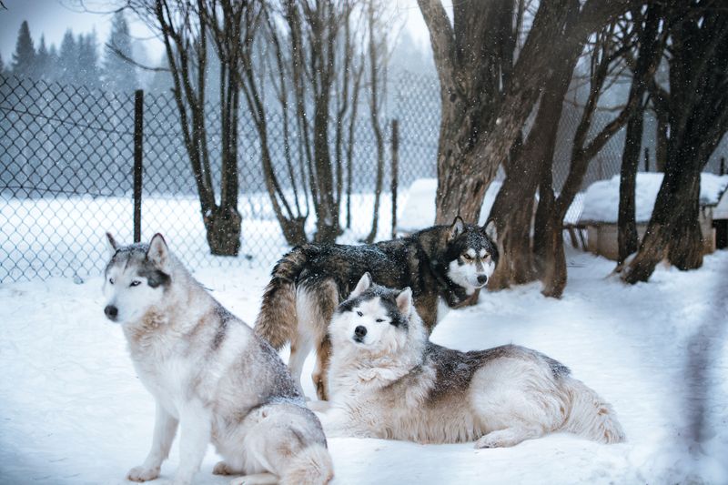 Think an exhausted dog automatically becomes a calm dog? These breeds show why learning to rest matters too 7 Siberian Husky