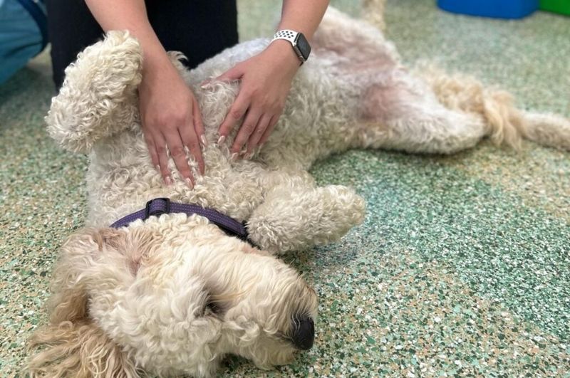 12 beautiful signs your dog feels deeply loved, emotionally safe, and truly happy 10 Resting belly-up nearby