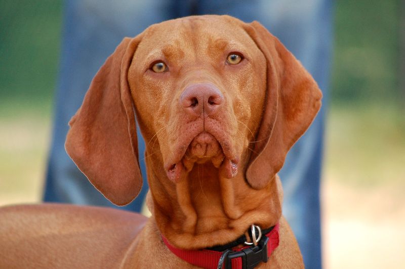 These dog breeds are often appreciated by owners who prefer less noticeable canine odor around the home 11 Vizsla