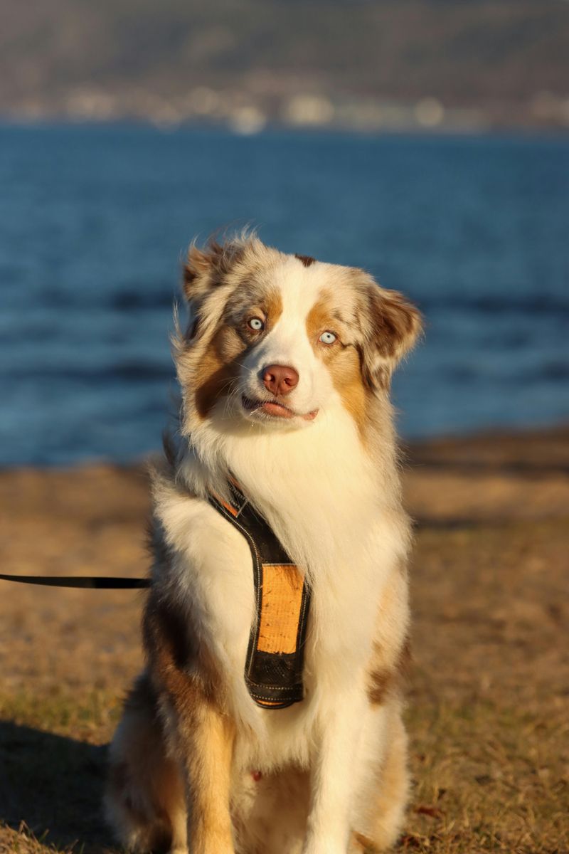 10 dog breeds that live for summer adventures - plus 4 that melt the second it gets hot 8 Australian Shepherd