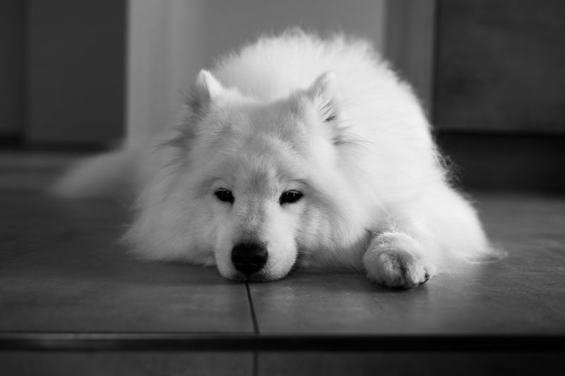 Some dog breeds choose cool floors for reasons many owners misunderstand 4 Samoyed