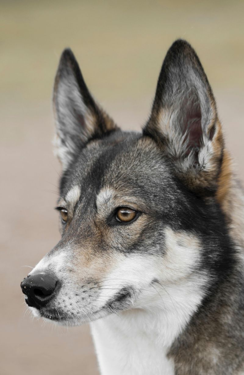 Tamaskan Dog