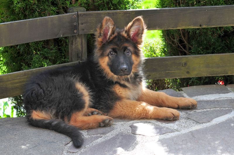From cuddly puppies to powerful adults - These 12 breeds make a dramatic transformation 4 German Shepherd