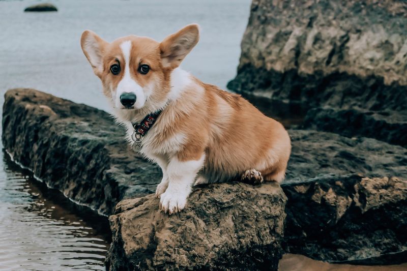 Corgi