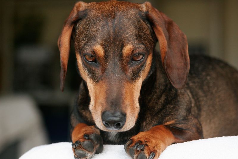 Think your dog is just playing keep-away? These 10 breeds may need a closer look at resource guarding 3 Dachshund: Tiny Badger Hunter, Big Possessive Streak