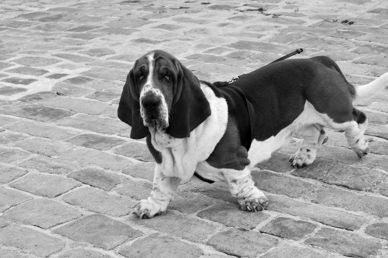 Basset Hound
