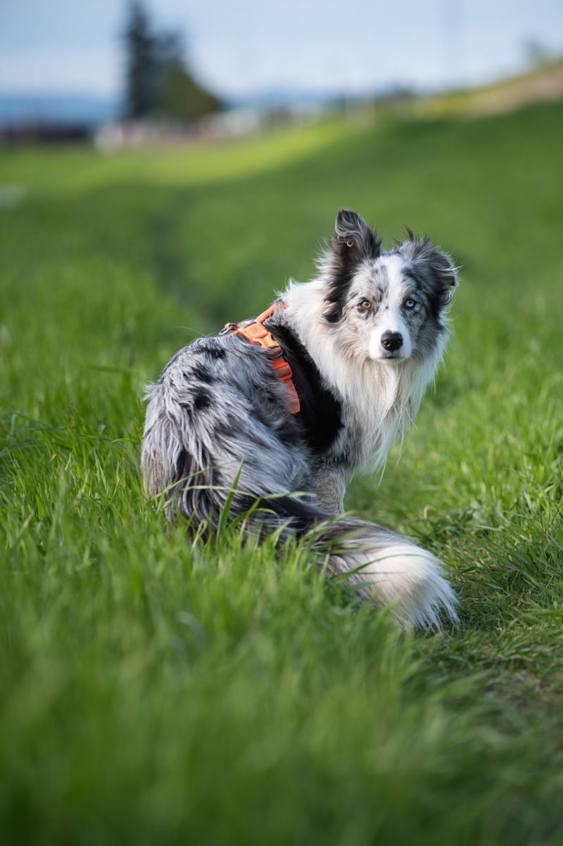 Border Collie