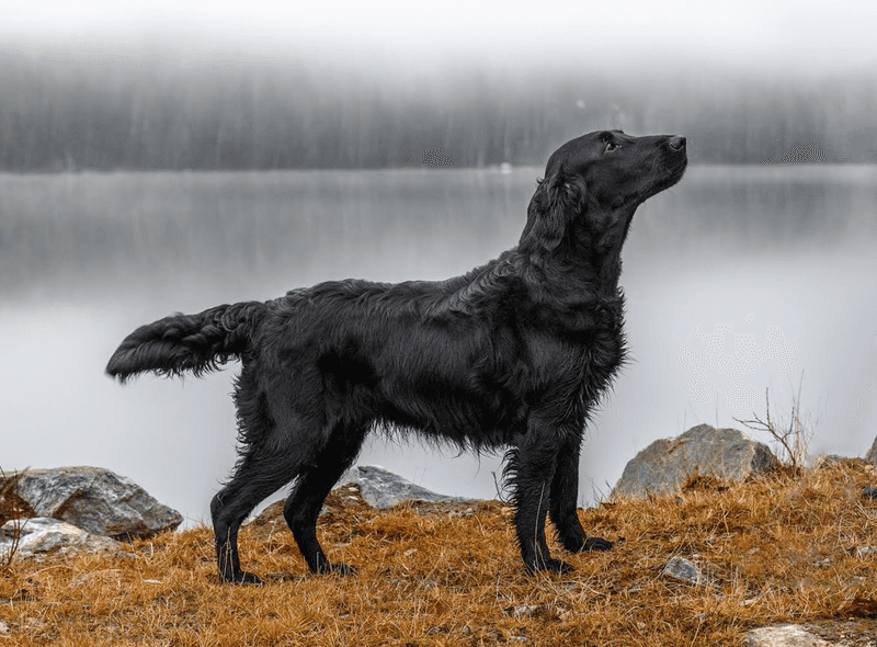 Swimming is exciting. Baths are another story for these 12 dog breeds 11 Flat-Coated Retriever