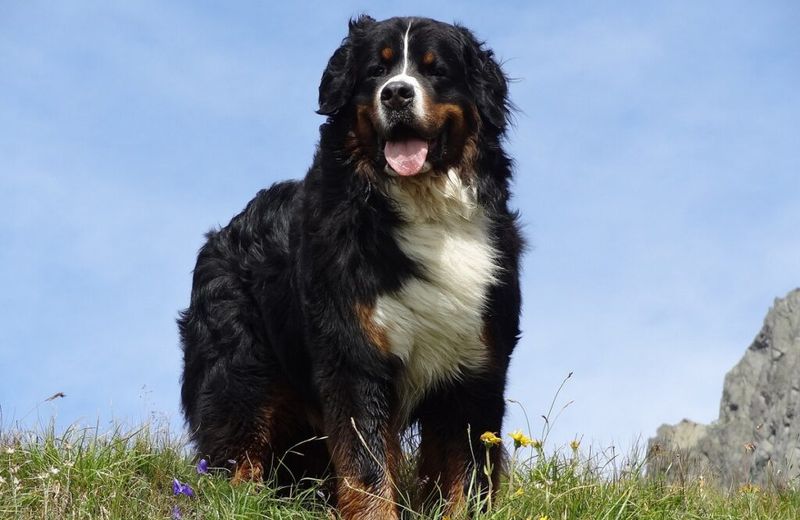 From cuddly puppies to powerful adults - These 12 breeds make a dramatic transformation 7 Bernese Mountain Dog