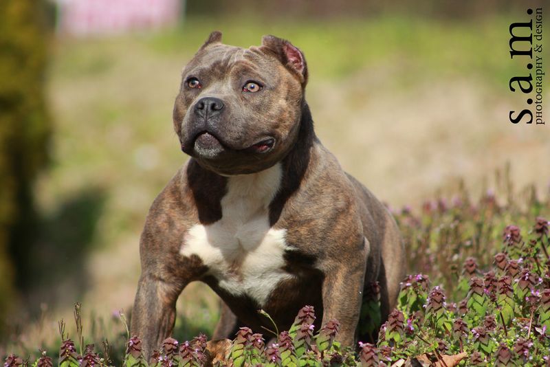 American Bully