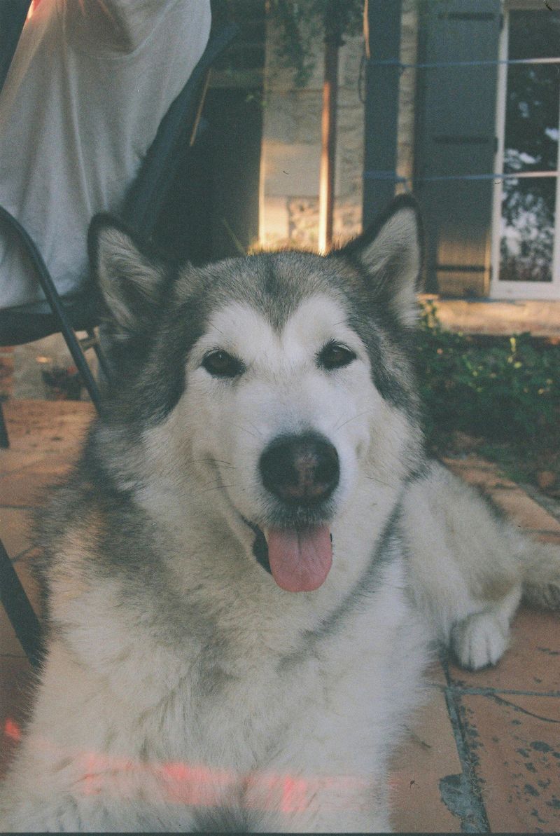 Extremely loyal to their families