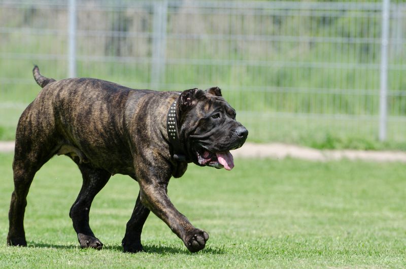 Guardian mastiffs