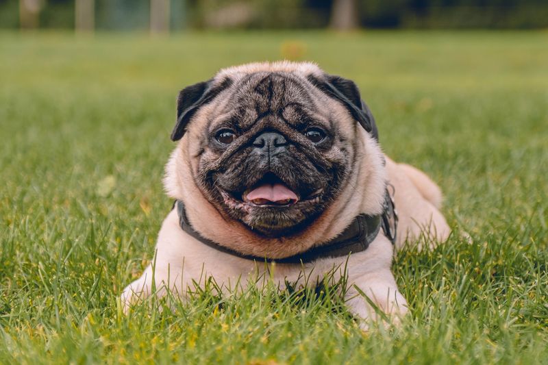 If personal space matters to you, these dogs may test that relationship immediately 10 Pug