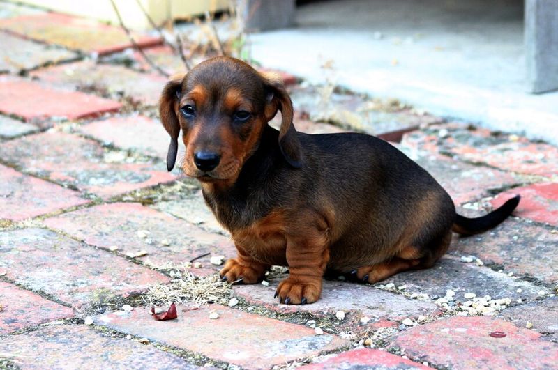 The smartest dog isn't always the one that obeys fastest - these breeds may prefer finding their own solution 5 Dachshund