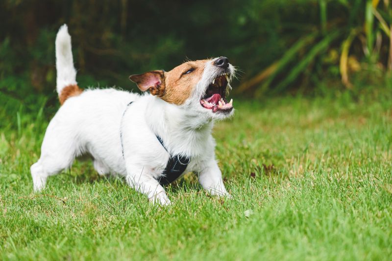 Barking to control situations