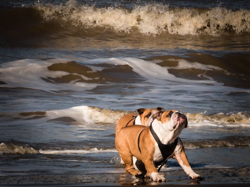 One harness doesn't fit every dog - and these breeds are a perfect example 8 Bulldog