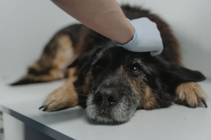 Dry winter air is coming, so here are 9 ways to stop your dog's itchy, flaky skin 10 Know When to Call the Vet