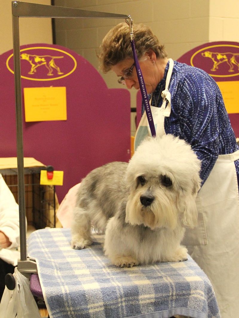 14 dog breeds people used to love but are now quietly abandoning 9 Dandie Dinmont Terrier