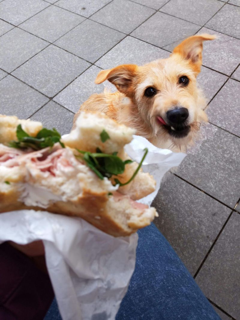 12 beautiful signs your dog feels deeply loved, emotionally safe, and truly happy 8 Eating comfortably