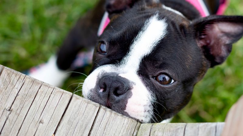 Boston Terrier