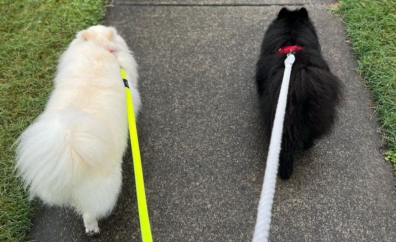 Letting your dog sniff on walks