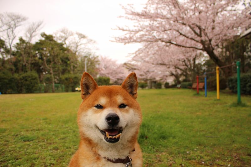 Shiba Inu
