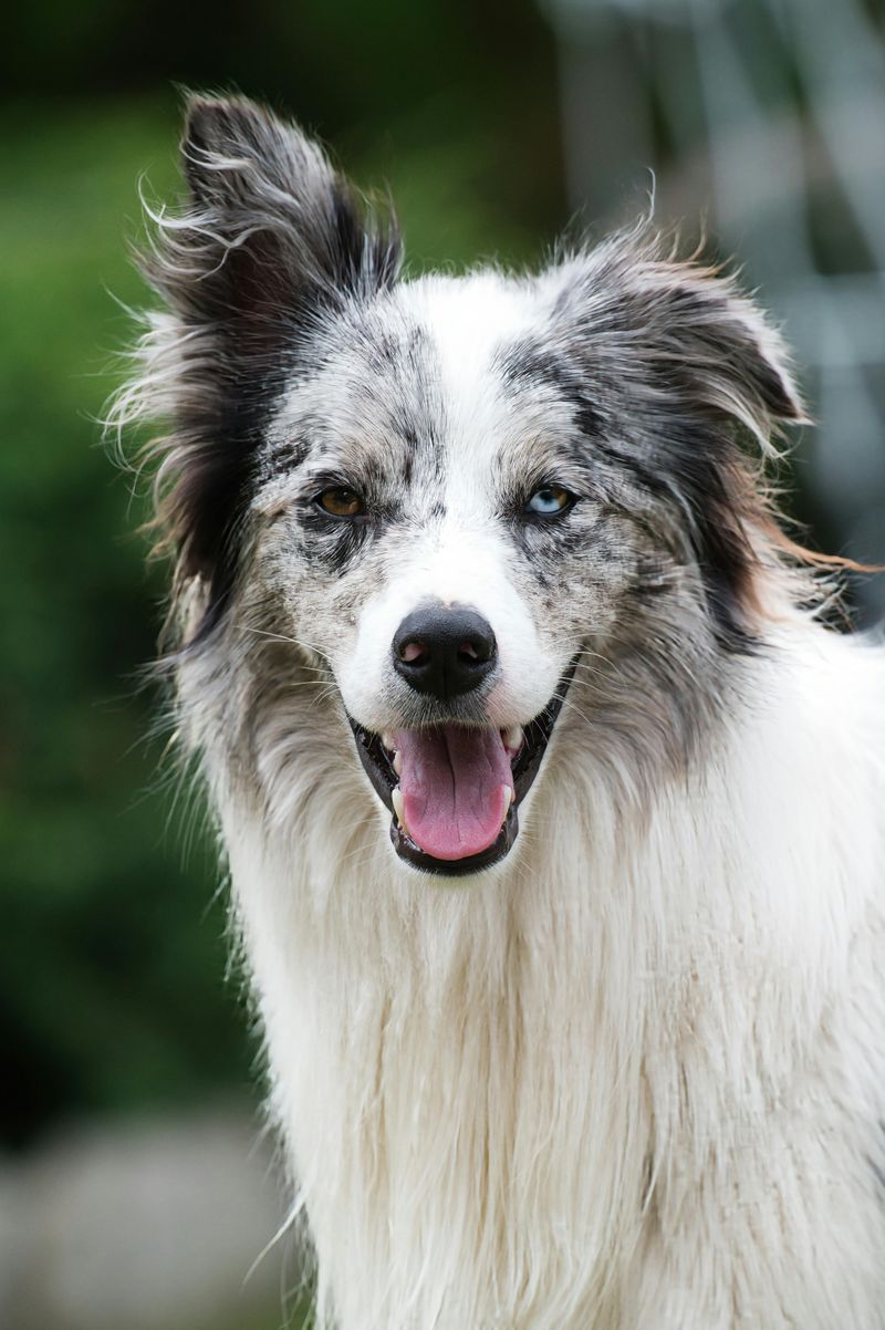 Collie