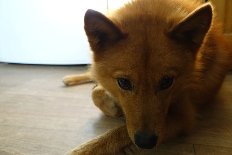 Finnish Spitz