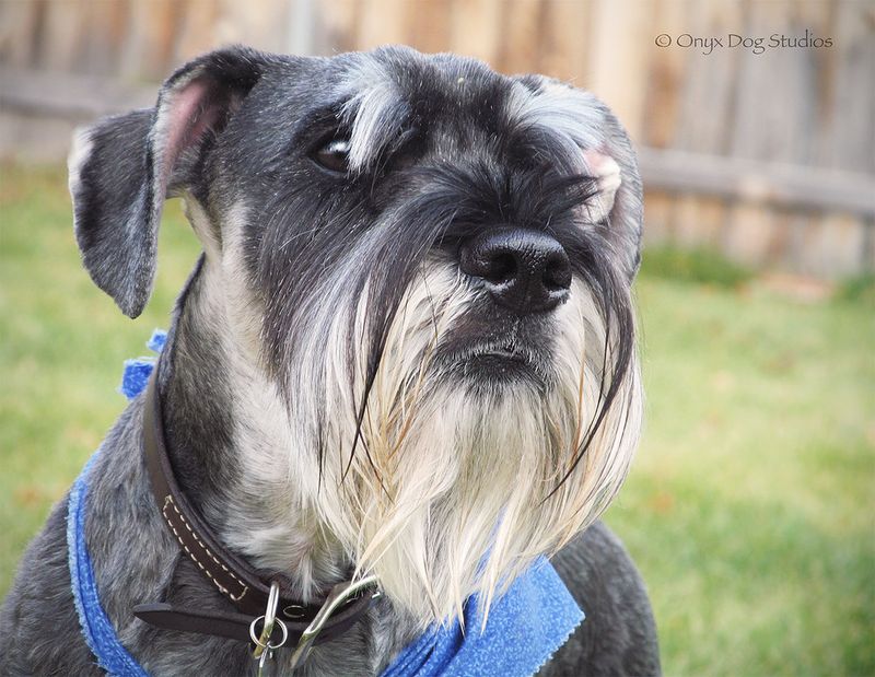 Owners who value consistency often return to these dog breeds again and again 2 Standard Schnauzer