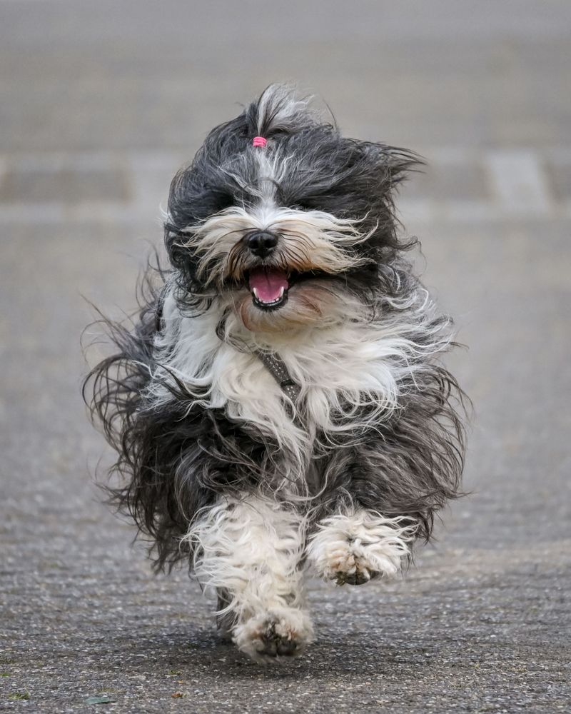 These 12 uncommon dog breeds are built to last – plus 3 hidden powerhouses 7 Tibetan Terrier