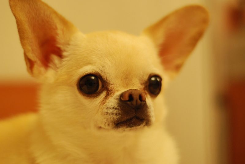 12 dog breeds whose ears make them look alert even when they're doing absolutely nothing 5 Chihuahua: Tiny Dog, Giant Radar