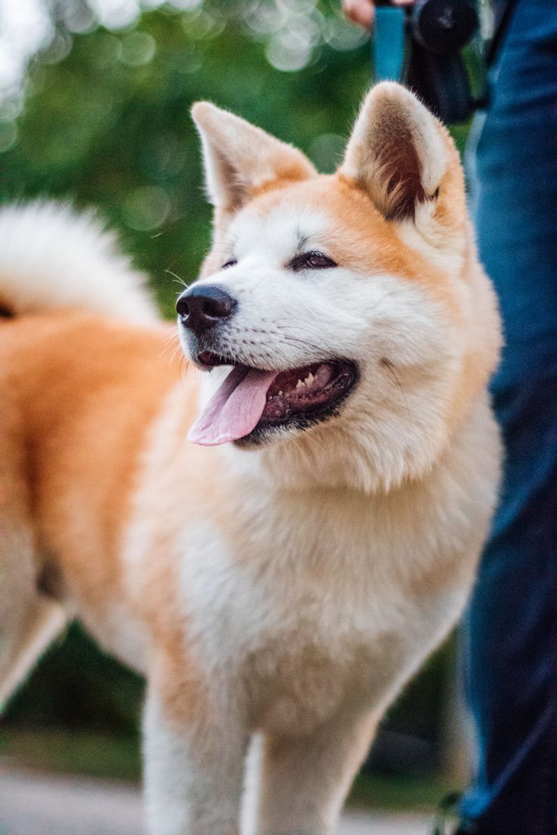 These dog breeds don't rush into every situation - they quietly figure it out first 2 Akita