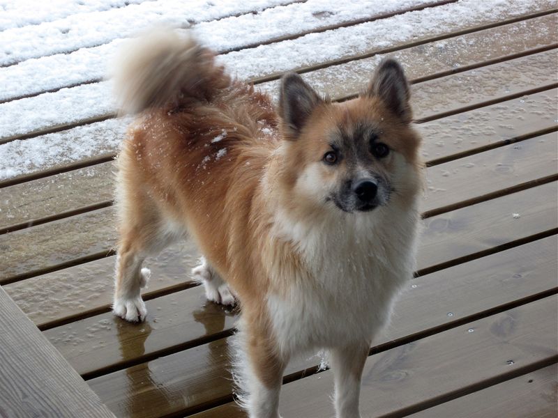 Norwegian Lundehund