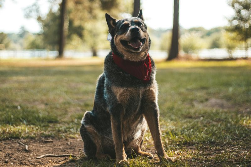 13 dogs that patrol your yard like pest-control experts 14 Australian Cattle Dog