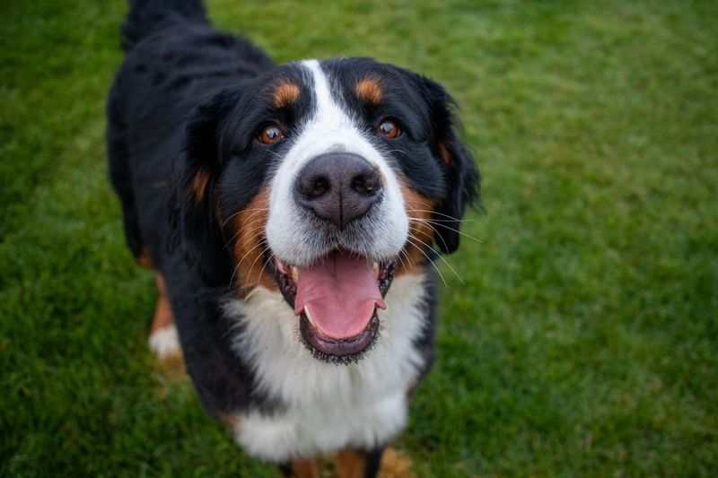 These 10 dog breeds quietly become the most stress-free members of the household 7 Bernese Mountain Dog