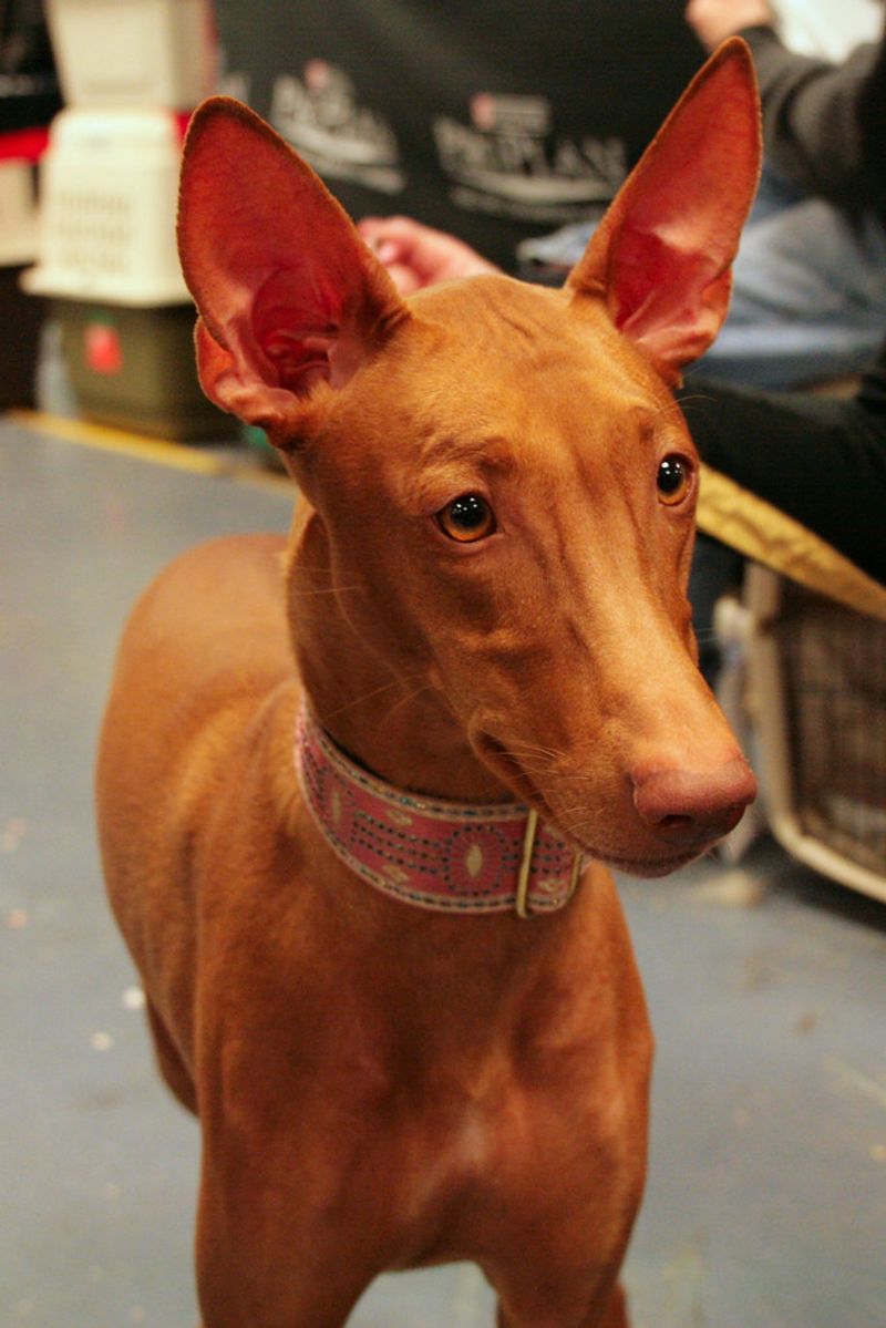 Looking for a neat companion? These 13 dog breeds seem to enjoy order as much as their owners 11 Pharaoh Hound