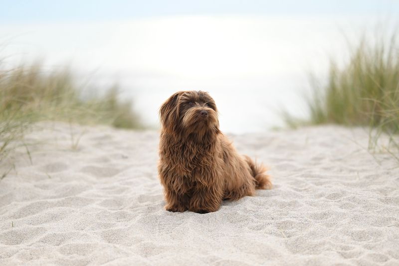Going to work all day? These dogs may struggle more with your absence than you expect 13 Havanese