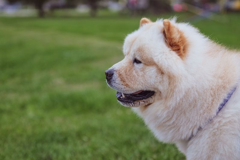 Some dog breeds prefer to understand a situation before joining in 4 Chow Chow