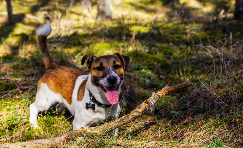 Calm beside your leg, different once released – these 11 dog breeds can surprise owners 6 Jack Russell Terrier - pocket dynamite with jokes