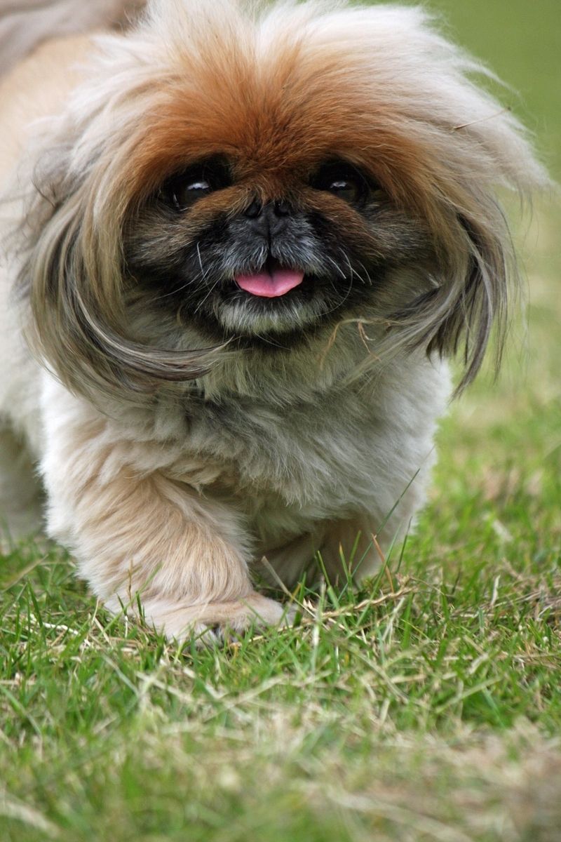 If you already have enough chaos in your life, these dogs may be exactly where to start 11 Pekingese