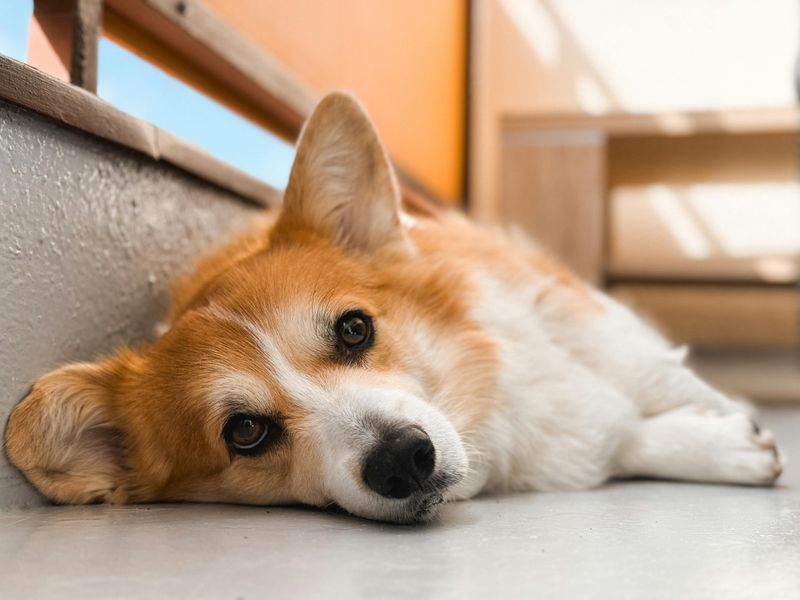 Pembroke Welsh Corgi