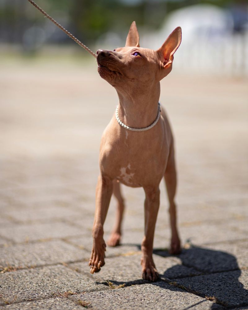 10 dog breeds so weird-looking most people assume they’re fake at first glance 2 Xoloitzcuintli