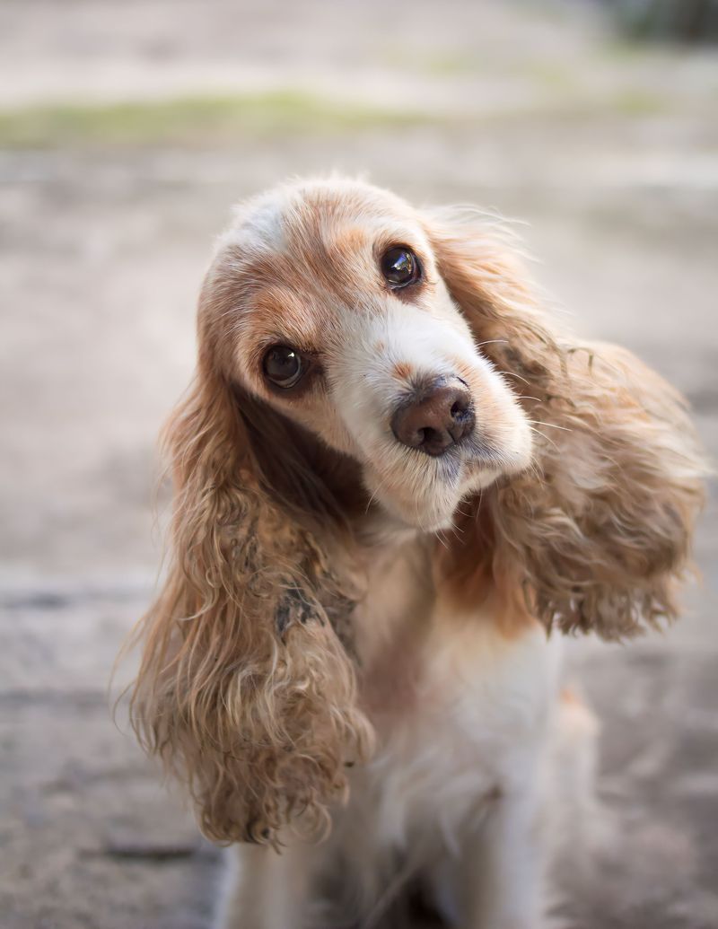 Think your dog has forgotten you're on a walk? Its nose may simply have found a story you can't access 8 Cocker Spaniel - Soft ears, sharp nose