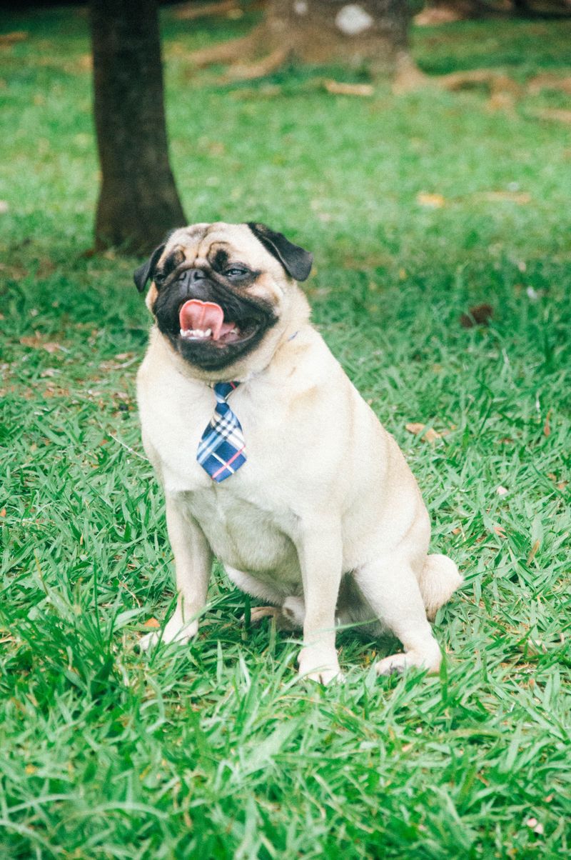 Pug