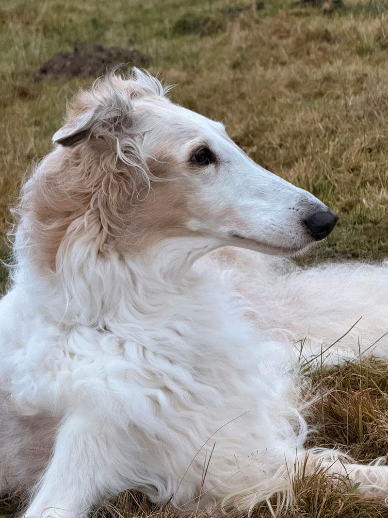 Borzoi
