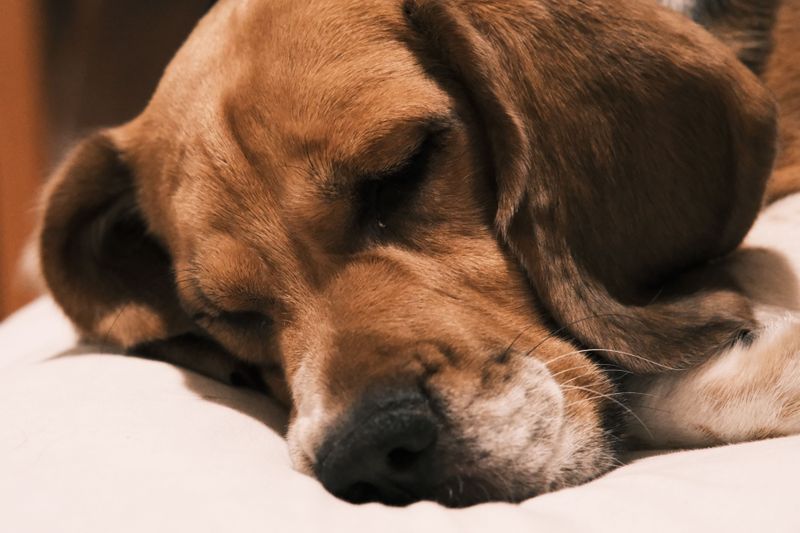 Beagle: Head-Hanging Napper