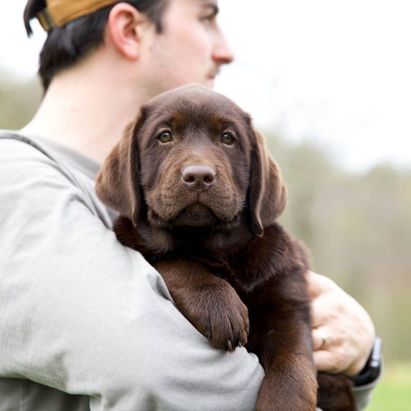 11 dogs whose natural instincts make them exceptional workers 7 Labrador Retriever
